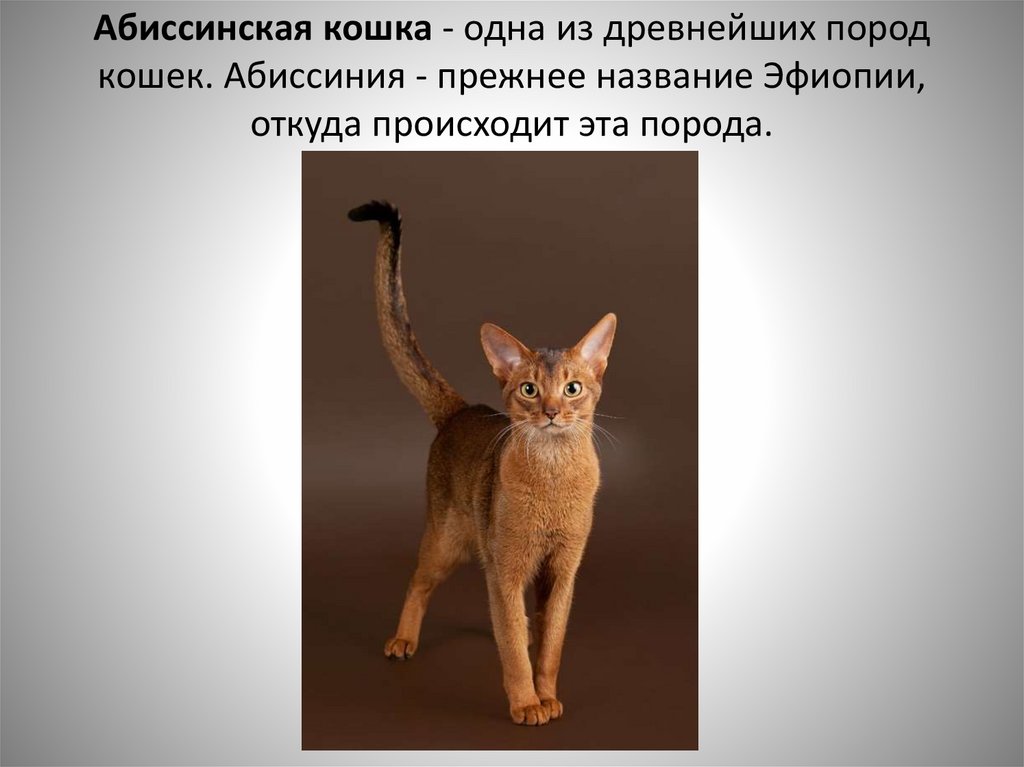 Абиссинская кошка: фото, описание, характер, содержание, отзывы