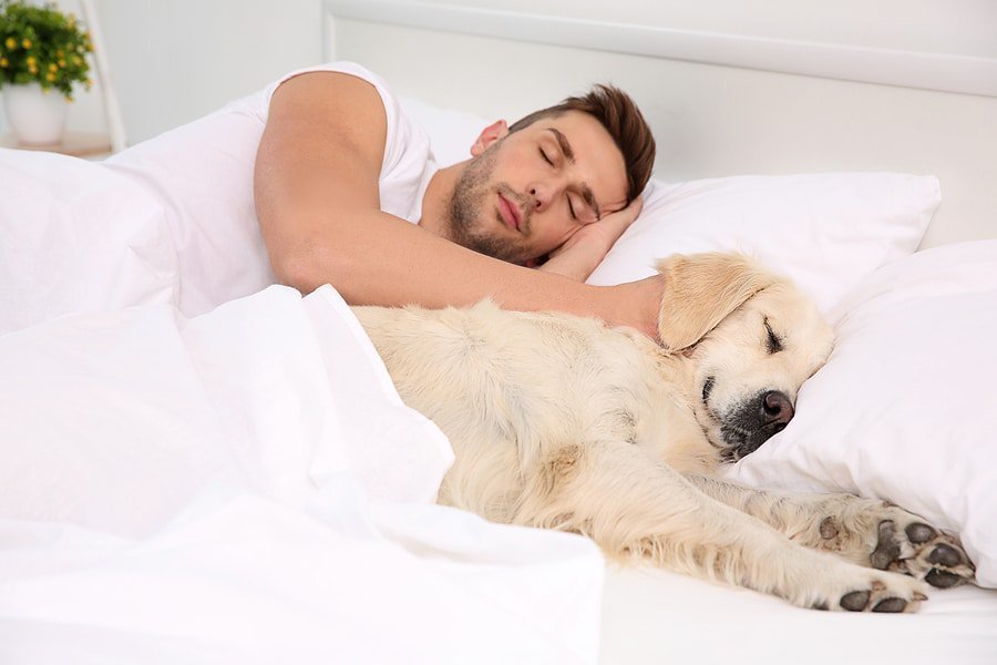 Можно ли спать с собакой в одной постели