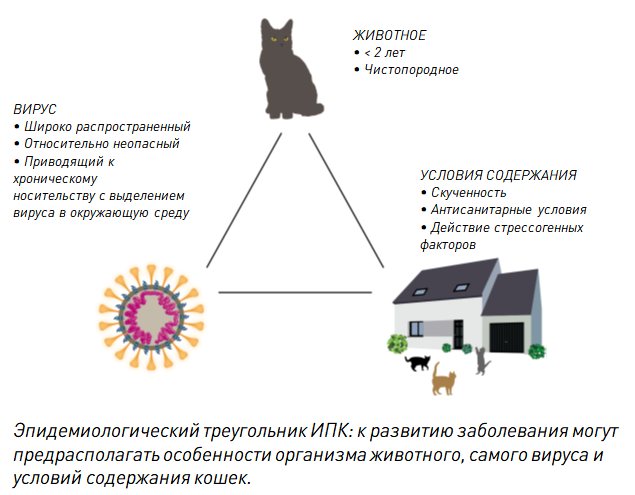 Сдать анализ на коронавирус у кошек цена в ветеринарной клинике в москве