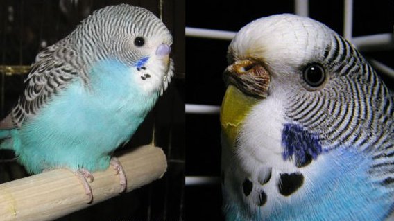 Все про линьку у волнистых попугаев: когда, почему и что с этим делать