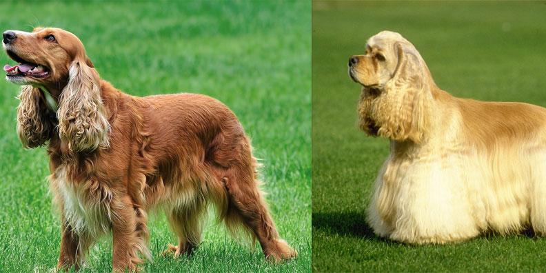 Чем русский спаниель отличается от английского: название одно, а собаки разные