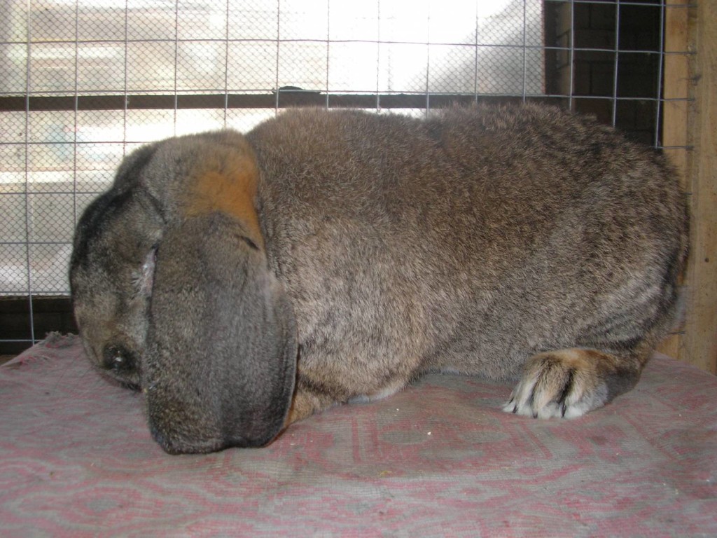 Породы кролей с фото и описанием