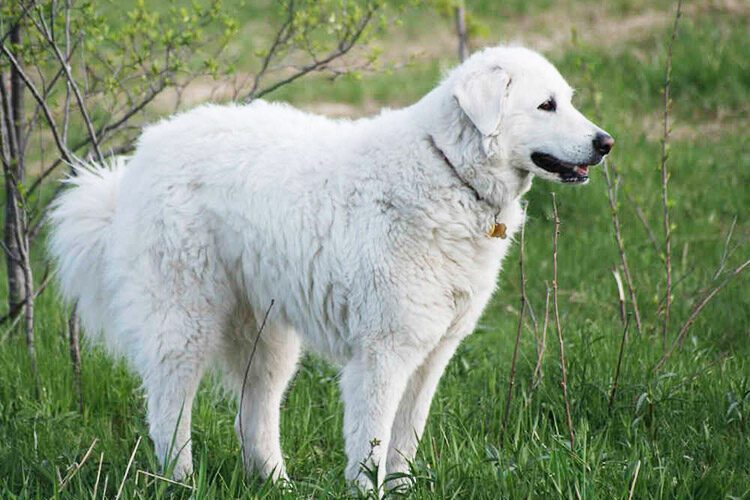 Кувас: стандарт венгерской породы, описание, характер и особенности содержания собаки, выбор щенков