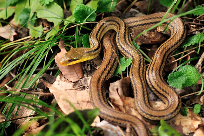 Полоз змея: виды (маисовый, амурский, желтобрюхий), ядовитая или нет, фото и описание