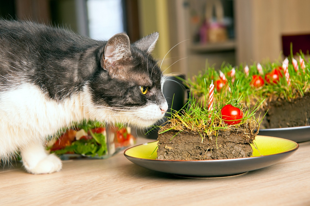 Почему кошки едят траву — список самых полезных и вредных растений для кошачьего организма + советы, как вырастить траву дома