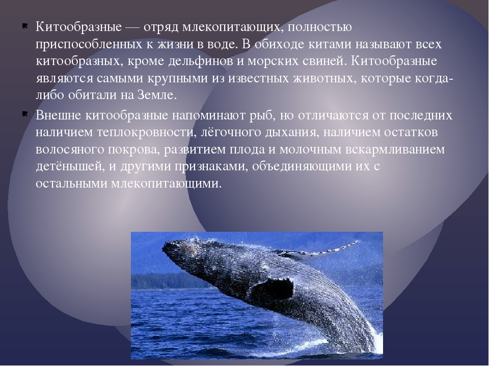 Какие отношения между китом и тунцом. Гренландский кит ареал обитания. Отряд китообразные 7 класс биология. Гренландский кит место обитания. Серый кит размножение.