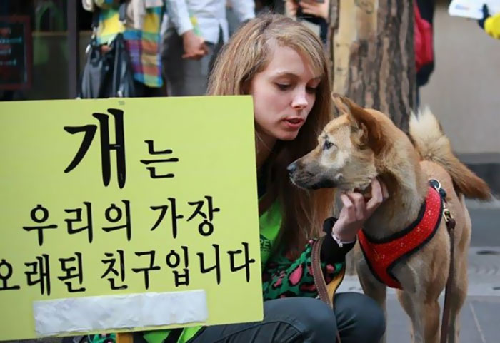 Жестокость и традиции: что заставляет корейцев есть собак