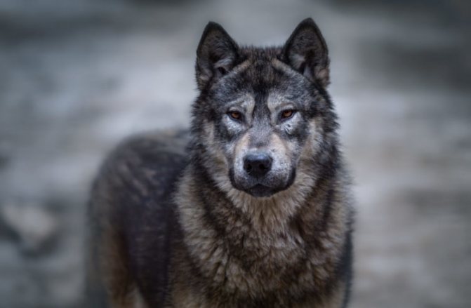 Ирландский волкодав — фото, характеристика породы, описание собаки, цена щенков
