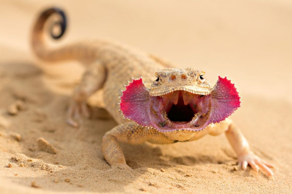Пустынные ящерицы – образ жизни и питание ушастой круглоголовки