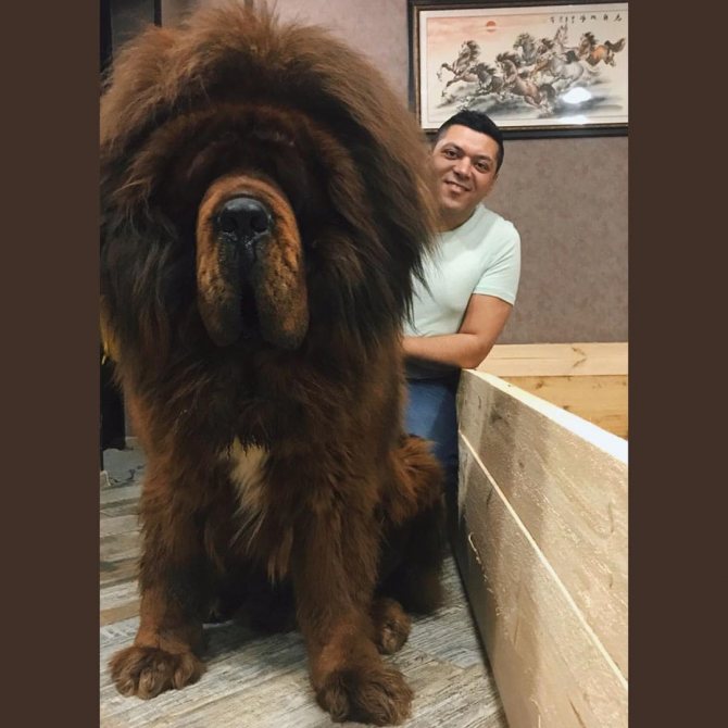 Самые большие тибетские мастифы (29 фото): самые крупные собаки породы тибетский мастиф в мире и в россии