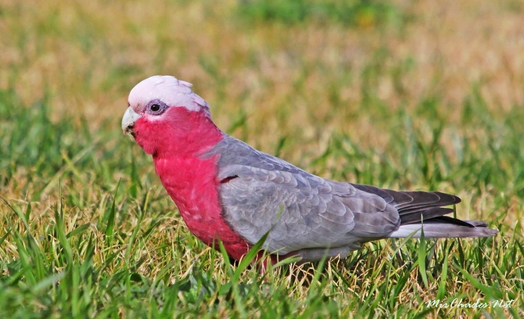 Какаду (63 фото): где обитает попугай? особенности птиц черного, розового и белого цвета, отличие молуккского какаду от большого желтохохлого