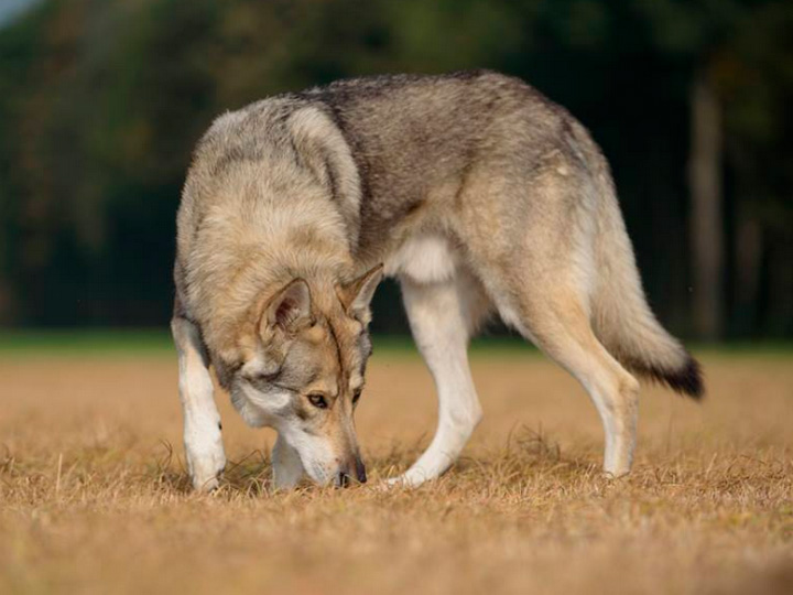 Волчья собака сарлоса: описание, стандарты породы, характер, уход и содержание, цены, фото