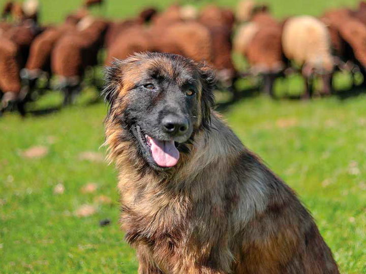 Немецкая овчарка: (100 фото собаки), характер, правила дрессировки, описание болезней собаки, цена щенка