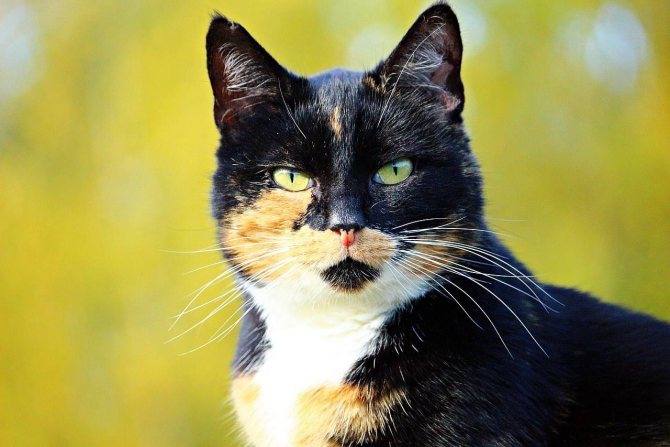 Бывают ли трехцветные коты, или трехшерстными могут родиться только кошки? - окружающий мир вокруг нас