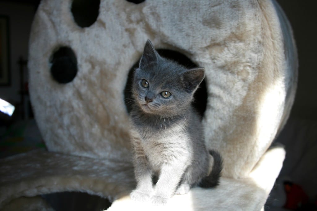 Картезианская кошка (шартрез): редкая красотка с улыбкой моны лизы