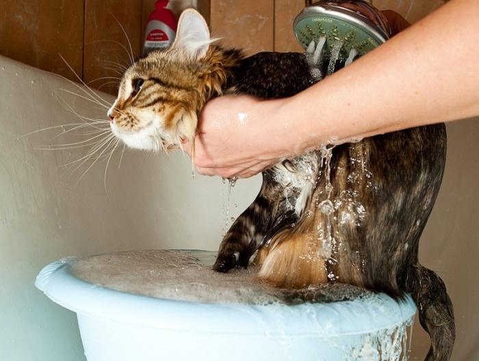 Через сколько можно мыть котов. Мытье кошки. Кот моется. Помытая кошка. Котик умывается.