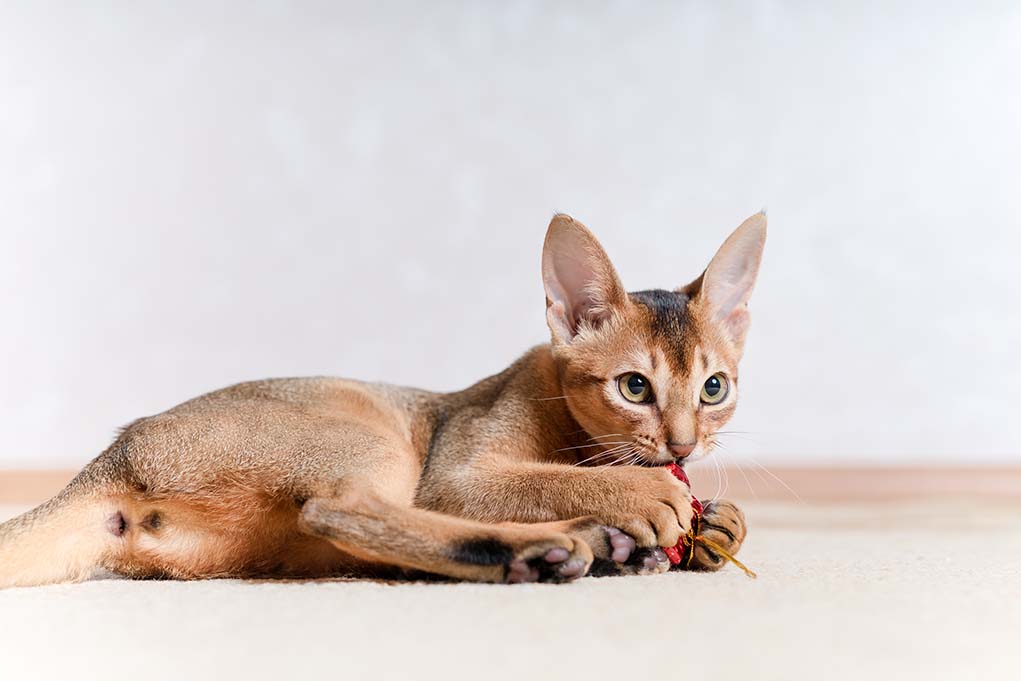 Абиссинская кошка – лазуритовый зверь горизонта