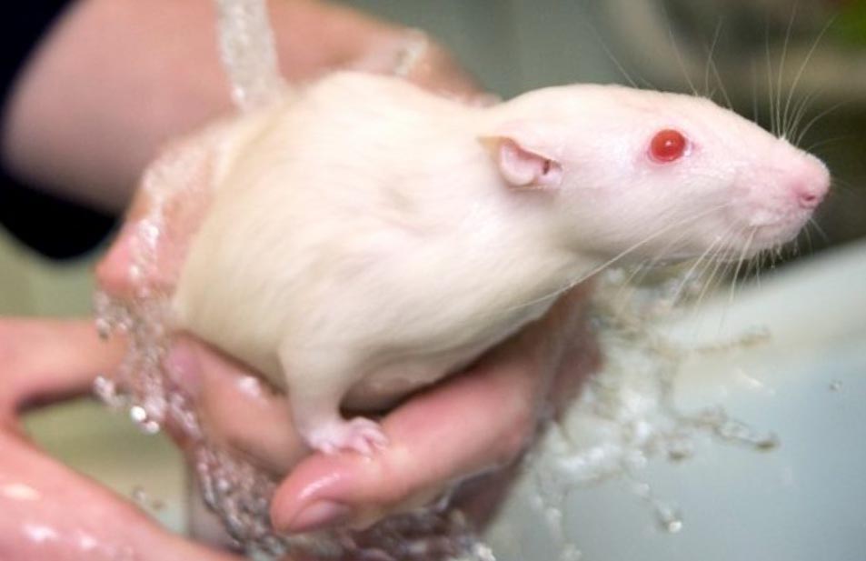 Как мыть крысу в домашних условиях: можно ли купать и как правильно это сделать, любят ли декоративные крысы купаться в воде, чем помыть