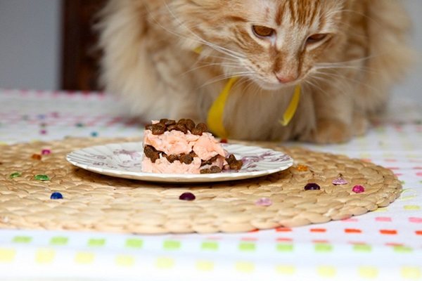 Можно ли кошкам сладкое: шоколад, мороженное, печенье, мёд