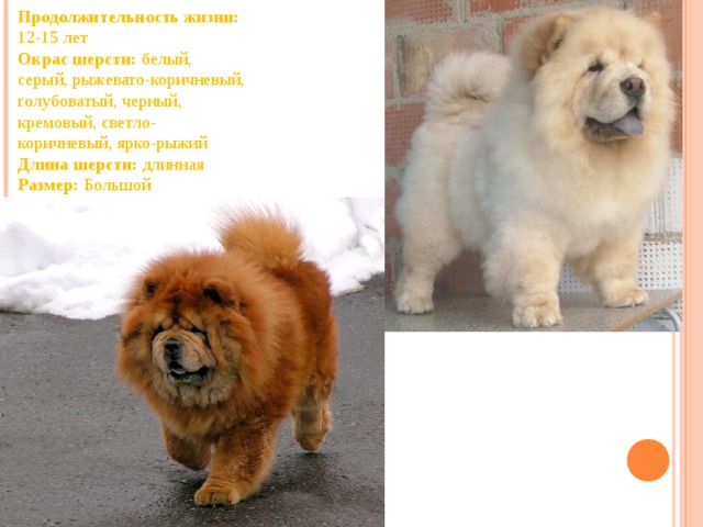 Чау-чау: описание породы собак