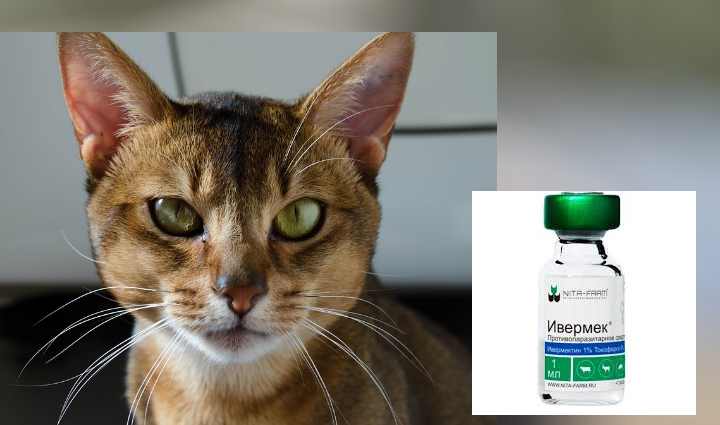 Инструкция по применению препарата ивермек в ветеринарии: для собак и кошек, дозировка