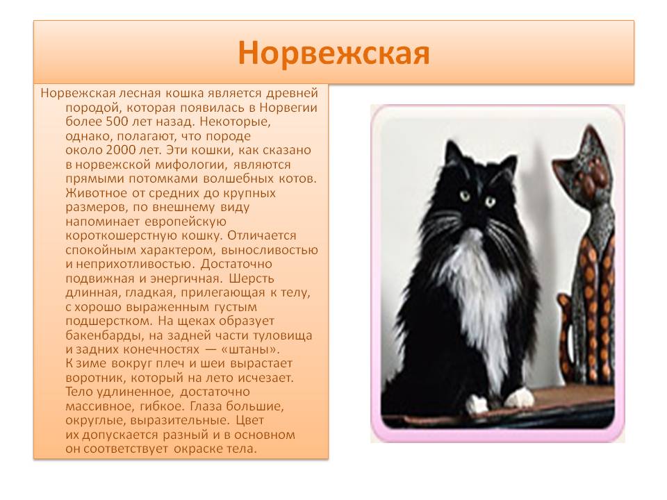 Норвежская лесная кошка ???? фото, описание, характер, факты, плюсы, минусы кошки ✔