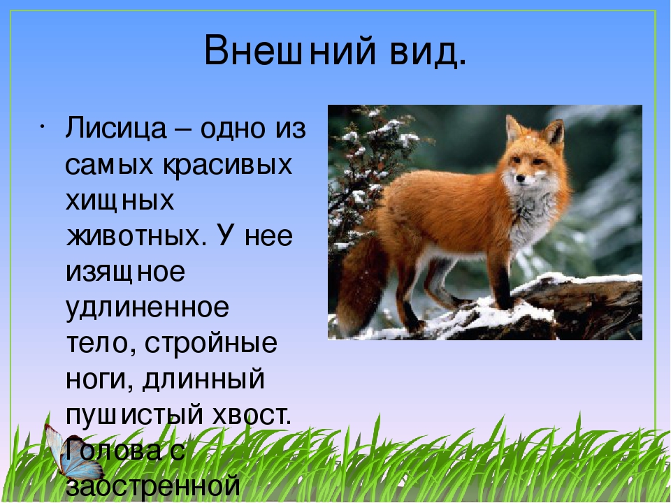 Доклад про лисов. Рассказ о лисе. Рассказ про лису. Описание лисы. Краткое описание лисы.