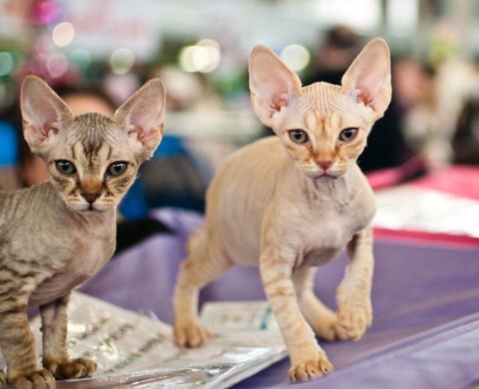 Петерболд: описание породы кошек и фото, разновидности котов сфинксов браш и вариетта с шерстью, характер и сколько живут