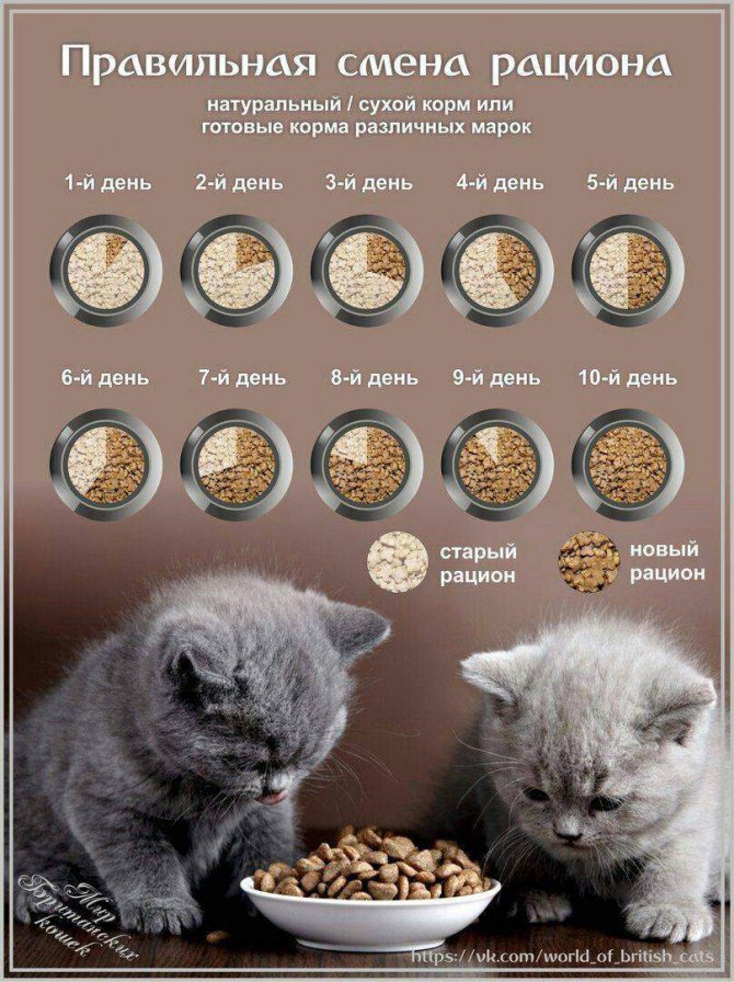 Чем можно кормить маленьких котят: меню в 1, 2 или 3 месяца