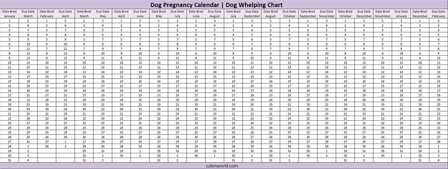 Беременность собак по дням крупных пород
