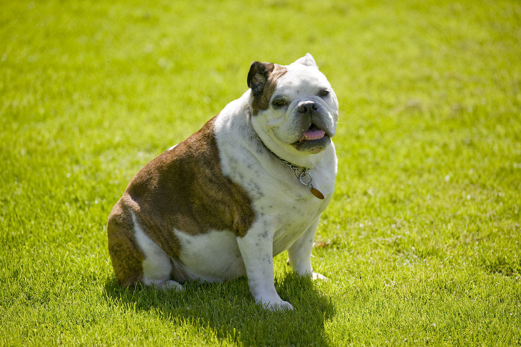 ᐉ самые толстые собаки на фото: хорошего питомца должно быть много - zoovet24.ru