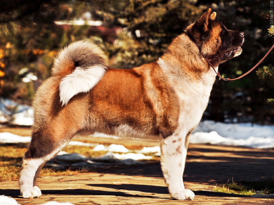 Американская акита: характеристика породы и условия содержания собак