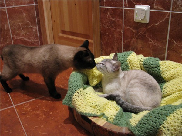 ᐉ как проходит вязка кошек? - ➡ motildazoo.ru