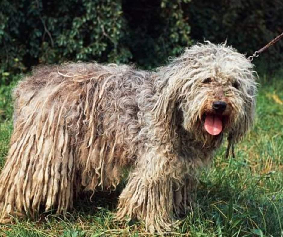 Бергамская овчарка (бергамаско): фото породы собак, описание и характеристики