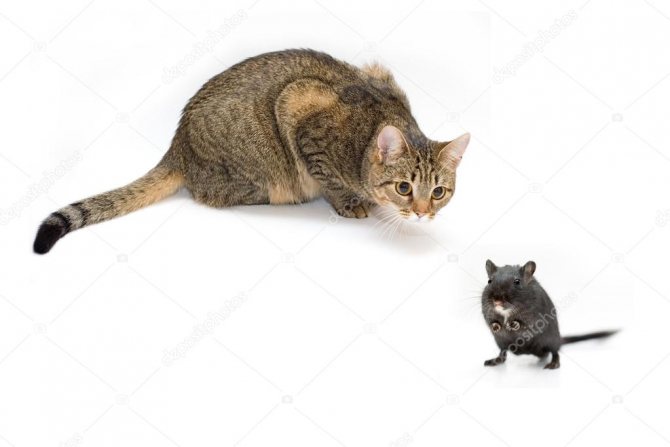 Кошки и коты каких пород лучше ловят мышей и крыс