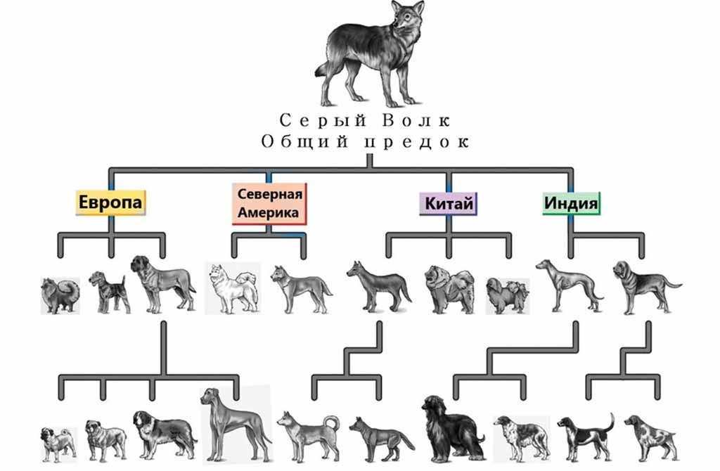 Классификация пород собак по размерам и по версии мкф, самые популярные собаки