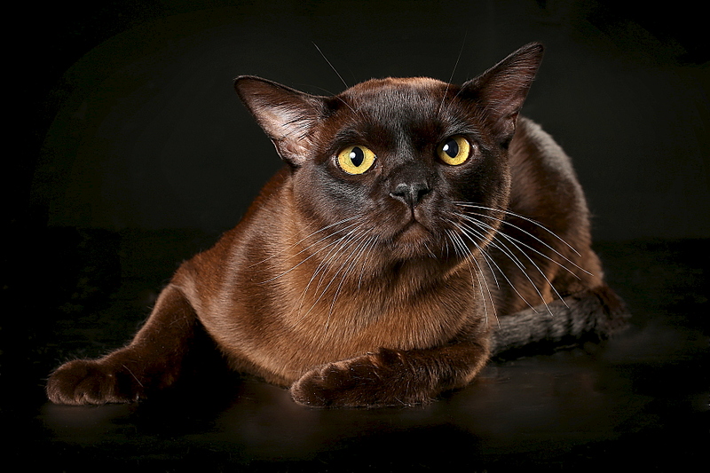 Бурманская кошка: описание породы