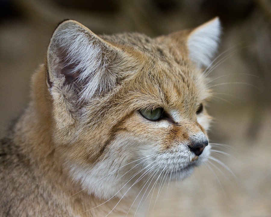 Барханный (пустынный) кот: описание, характер, среда обитания и образ жизни, фото