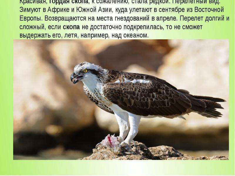 Птица скопа (лат. pandion haliaetus)