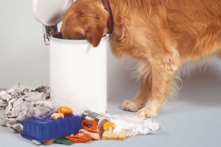 Собака подбирает все подряд. Собака есть из мусорного ведра. Щенок в ведре. Собака подбирает еду.