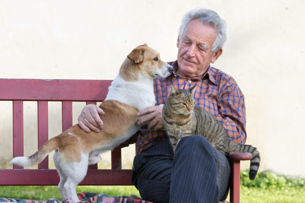Как ухаживать за престарелыми кошками?
