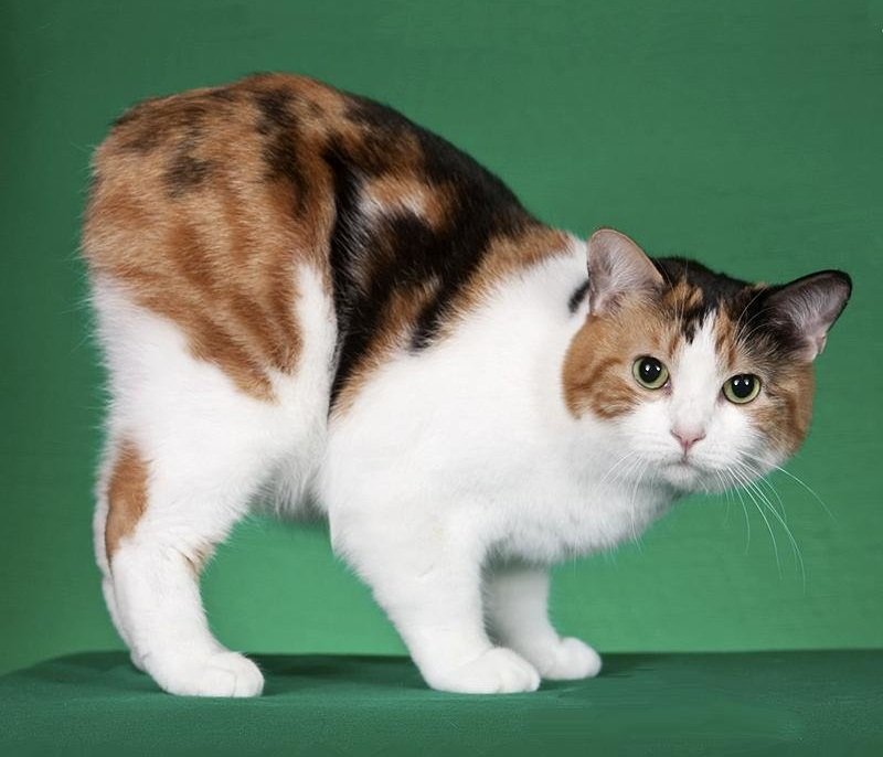Мэнкс (мэнская бесхвостая кошка): описание, фото, стандарт, характер - миркошек.рф