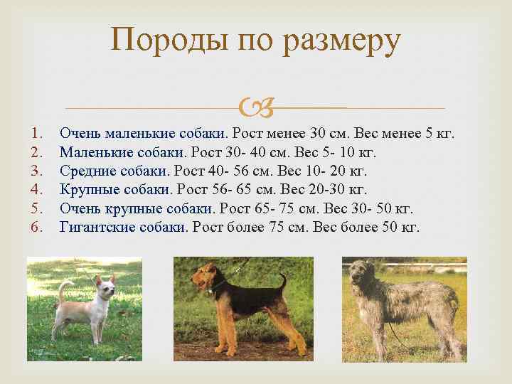 ᐉ сколько пород собак существует в мире? - zoomanji.ru