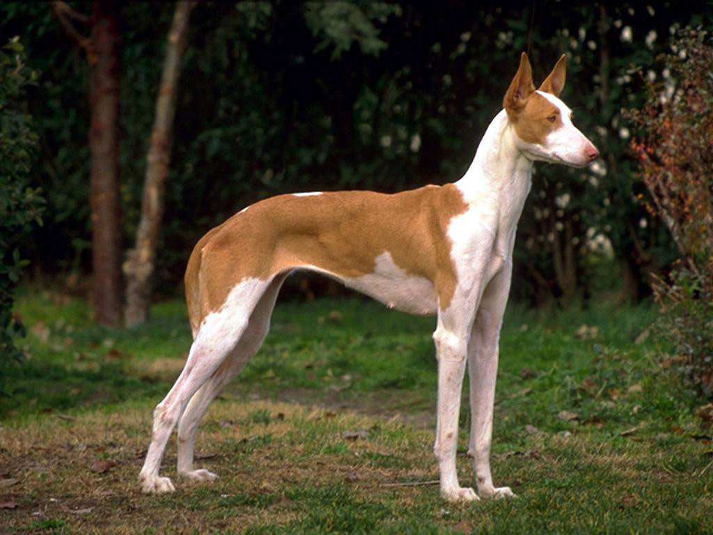 Поденко ибиценко (ивисская борзая) — описание и характеристика породы | все о собаках