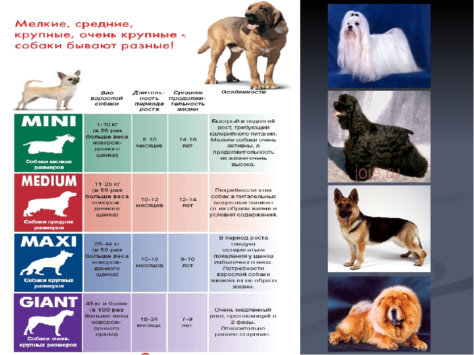 Как выбрать собаку: характеристики и параметры, по которым можно правильно подобрать породу для себя, семьи с ребенком, частного дома, квартиры, охоты или охраны