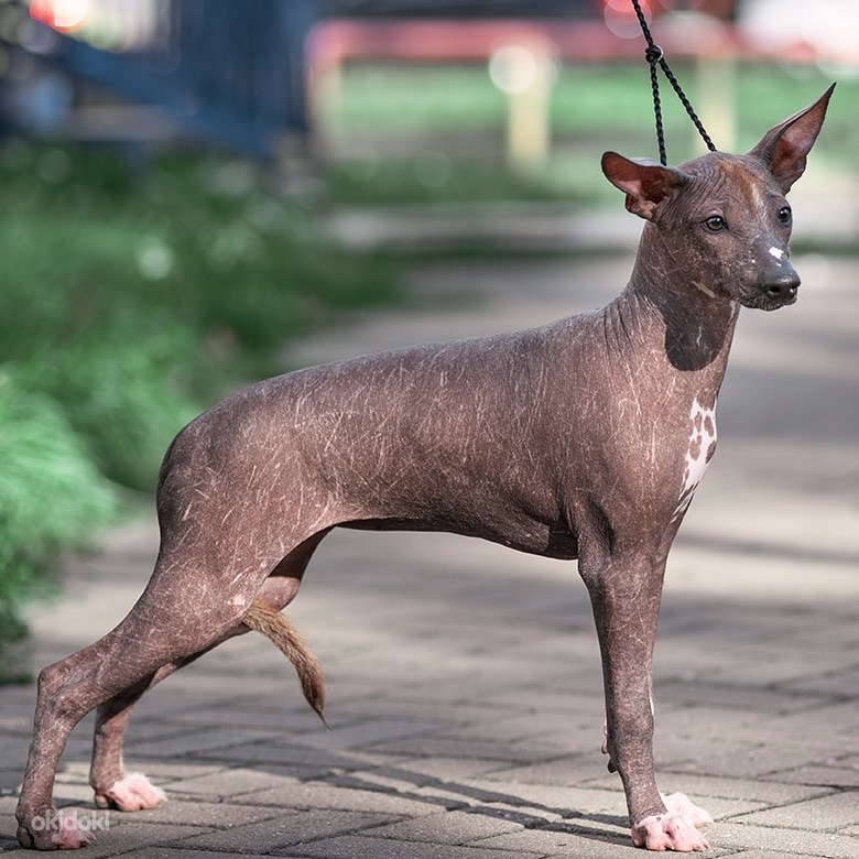 Лысая собака ксолоитцкуинтли: описание породы, характер, цена