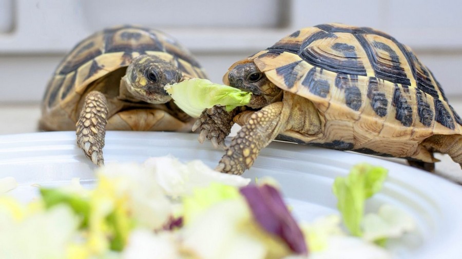 Как часто нужно кормить черепах? чем опасен перекорм?