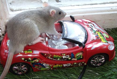 Транспортировка, адаптация и размещение крыс. крысы