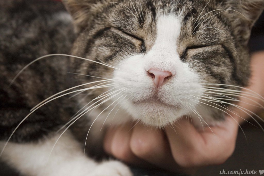 Как и зачем мурлыкают кошки: эмоции и механизм урчания