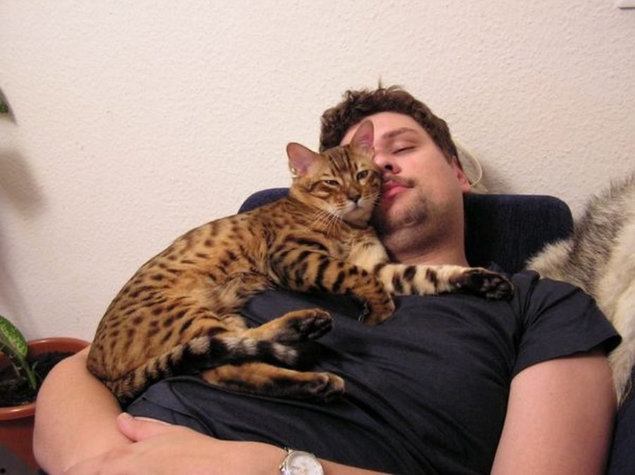 Почему кошка ложится и спит рядом с человеком